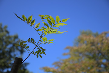 木の新たな成長