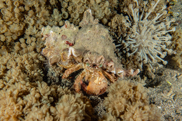 Crab in the Red Sea Colorful and beautiful, Eilat Israel