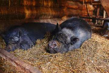 Portrait of a Vietnamese pig sleeping peacefully on a pile of straw