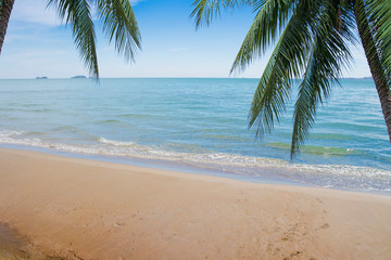 Obraz premium Coconut leaves on the beach background