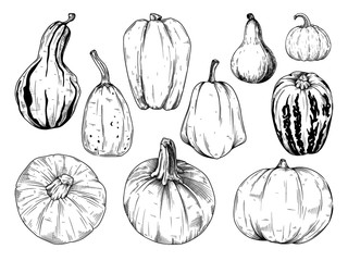 Hand drawn pumpkin set isolated on white background. Vector illustration