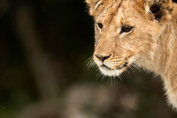 Closeup of a lion club, Masai Mara, Kenya