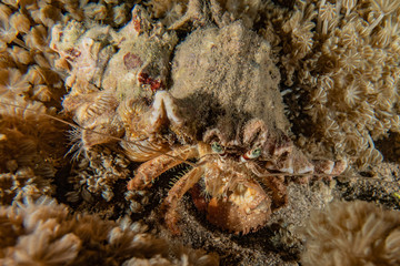 Crab in the Red Sea Colorful and beautiful, Eilat Israel
