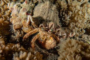 Crab in the Red Sea Colorful and beautiful, Eilat Israel