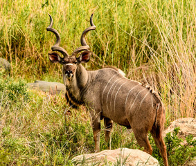 Great Kudu in the savanna