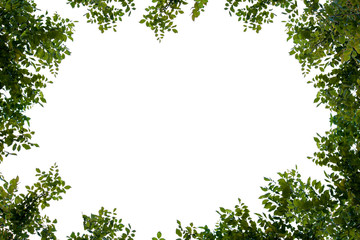 Frame, leaf, isolated on white background