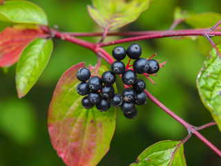 Black dogwood berries on red stems with green and red autumn leaves