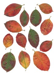 Obraz premium multicolor leaves of aronia bush at autumn close up