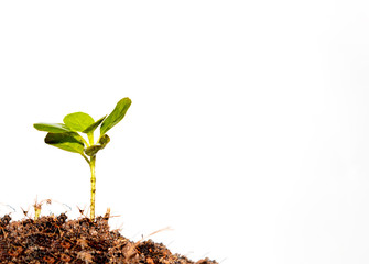 Seedlings white background.