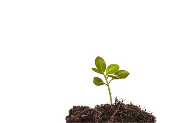 Seedlings white background.