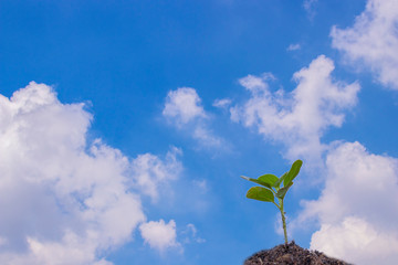 Seedlings with sky background