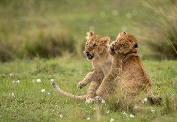Obraz na płótnie Canvas Lion cubs playing in Savannah, Masai Mara, Kenya