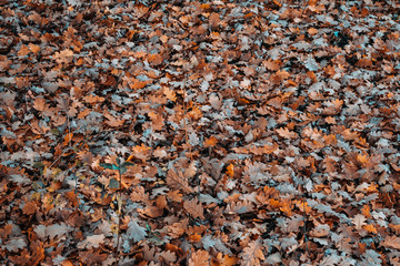 Background of fallen oak leaves on a cloudy autumn day.