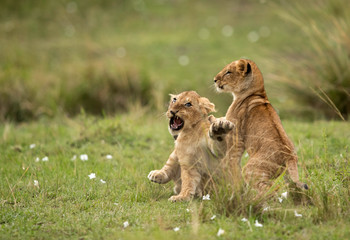 Lion cubs playing in Savannah, Masai Mara, Kenya
