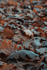 Background of fallen oak leaves on a cloudy autumn day.