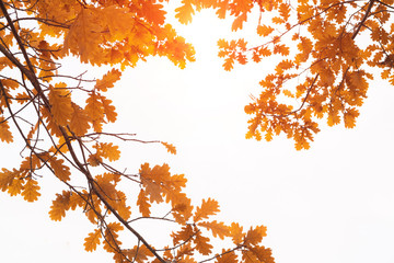 Oak branch with yellow foliage on a white background in autumn.