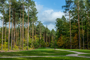 Pine trees in the park