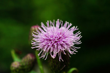 purple thistle flower