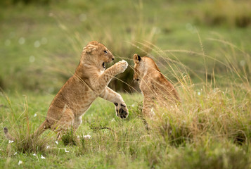 Lion cubs playing in Savannah, Masai Mara, Kenya