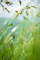 Wind blowing through flower grass at the top of mountains