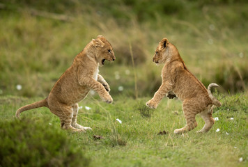 Lion cubs playing in Savannah, Masai Mara, Kenya
