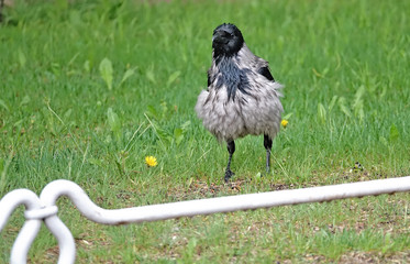 Corbeau de Saint Petersbourg en Russie