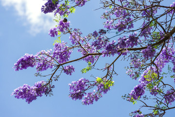 A blue Jacaranda tree (Jacaranda mimosifolia) in flower with indigo flowers on display against a...