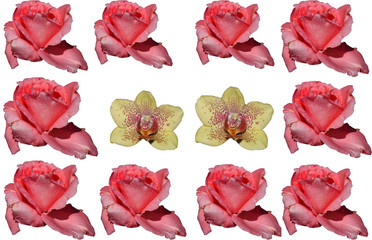 Rosen+Orchideen