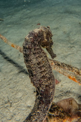 Hippocampus Sea ​​horse in the Red Sea Colorful and beautiful, Eilat Israel