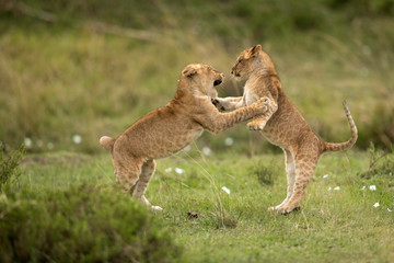 Lion cubs playing in Savannah, Masai Mara, Kenya