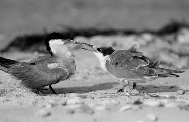 Fototapeta premium White-cheeked tern feeding her chick at Busaiteen coast