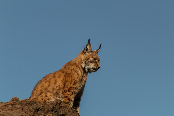 a boreal lynx resting in a green meadow