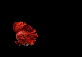 Red Siamese fighting fish  (Betta)  isolated on black background
