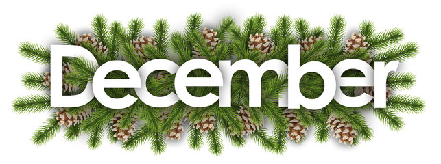 december in christmas background : pine branchs - obrazy, fototapety, plakaty