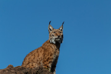 a boreal lynx resting in a green meadow