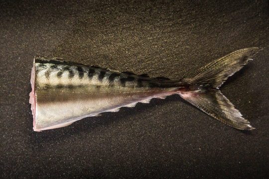 Cola de pescado