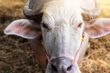 Portrait close up face of cute thai white buffalo in local dairy farm , Thailand.