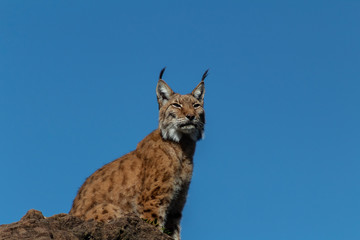 a boreal lynx resting in a green meadow