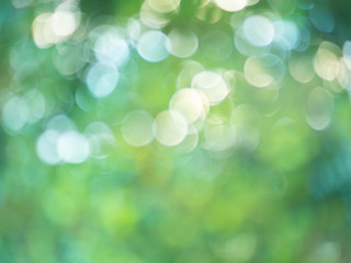green nature bokeh  for background