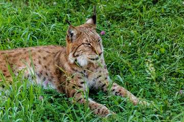 a boreal lynx resting in a green meadow