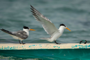  Greater Crested Tern perched on a boat at Busaiteen coast, Bahrain