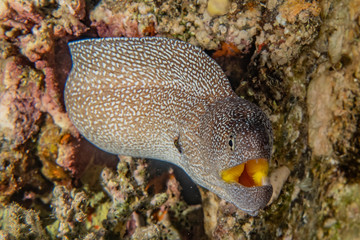 Moray eel Mooray lycodontis undulatus in the Red Sea, eilat israel