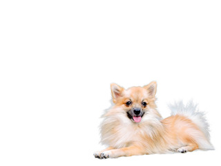 dog with isolated white background 