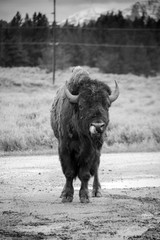 Buffalo portrait black and white