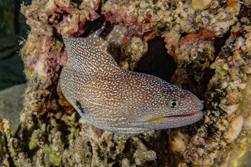 Moray eel Mooray lycodontis undulatus in the Red Sea, eilat israel