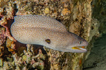 Moray eel Mooray lycodontis undulatus in the Red Sea, eilat israel