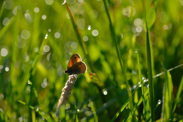 Kleines Wiesenvögelchen (Coenonympha pamphilus) an einer Blüte	