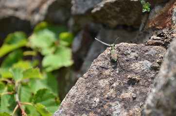 Beetle on the rock
