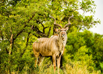 Great Kudu facing the camera