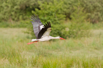 Storch